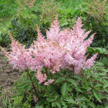 Астильба Astilbe х ‘Sugarberry’  